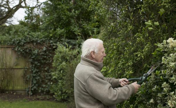 An older man trims hedges in his garden