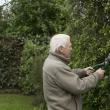 An older man prunes a hedge